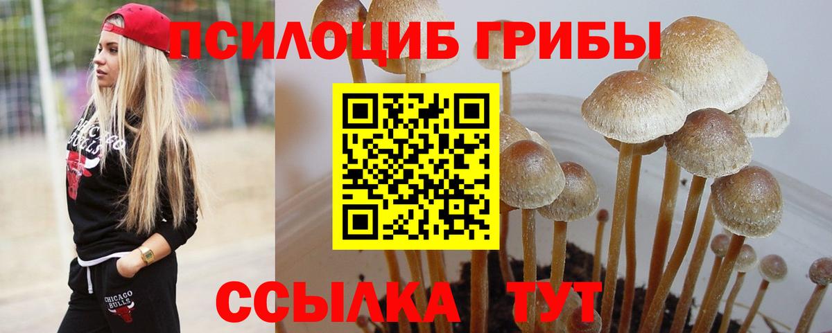 Псилоцибиновые грибы Cubensis  Вход с VPN  Сафоново 
